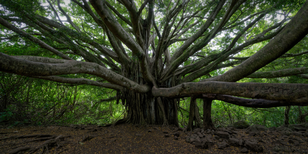 Banyan Tree on the Pipiwai Trail in Kipahulu