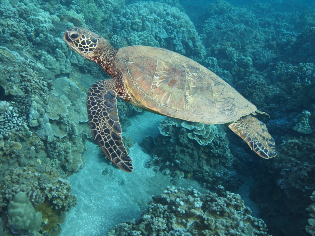 hawaiian sea turtle